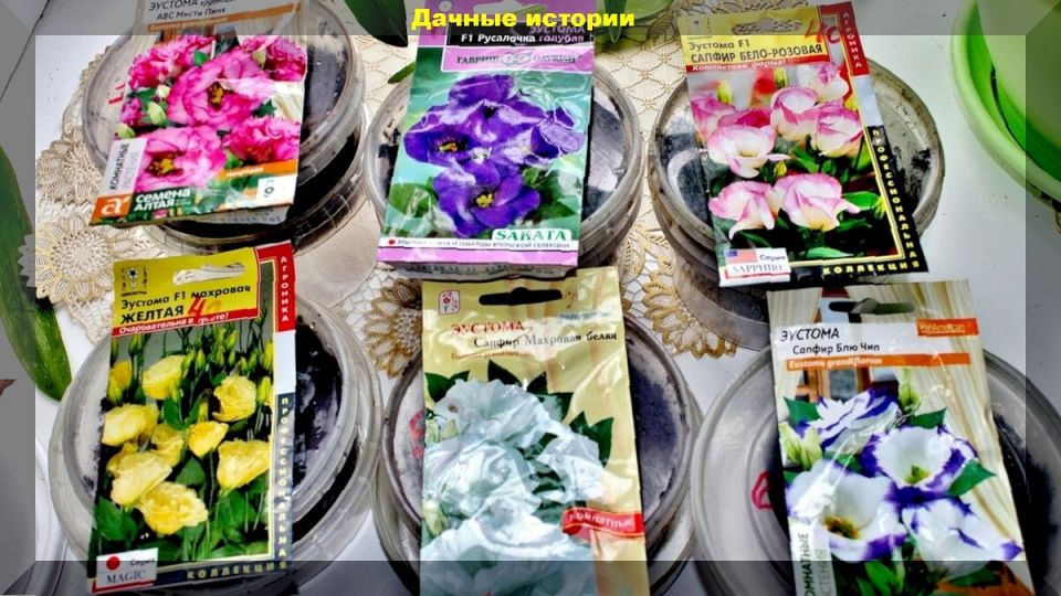 Пошаговое руководство по выращиванию эустомы: советы для любителей цветоводства