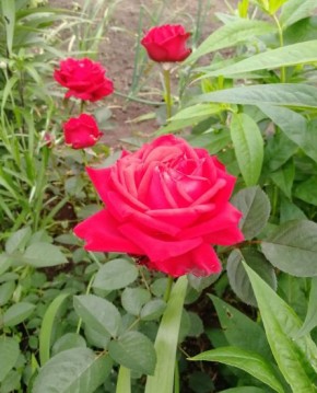 ��� ����� ����� �����������: ��������� �� ����������� � ����