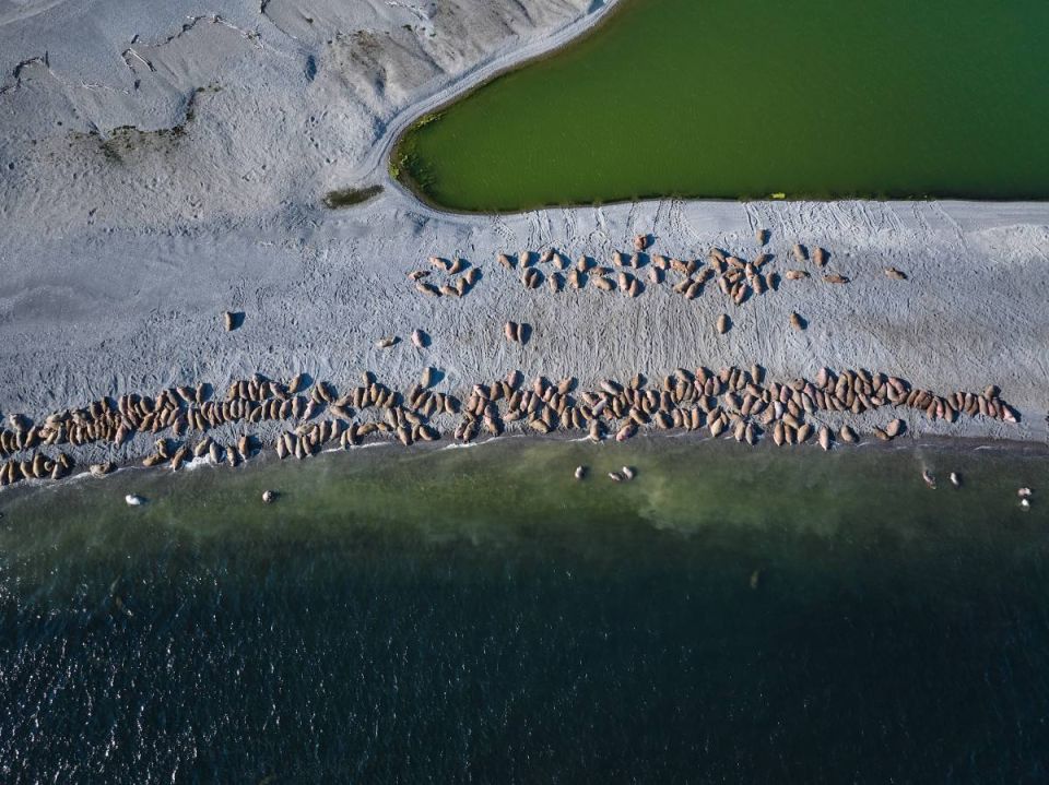 О чём рассказали моржи? Нефтяники провели крупнейшее исследование природы Арктики