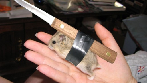 Как эффективно бороться с мышами: испытанные методы и советы