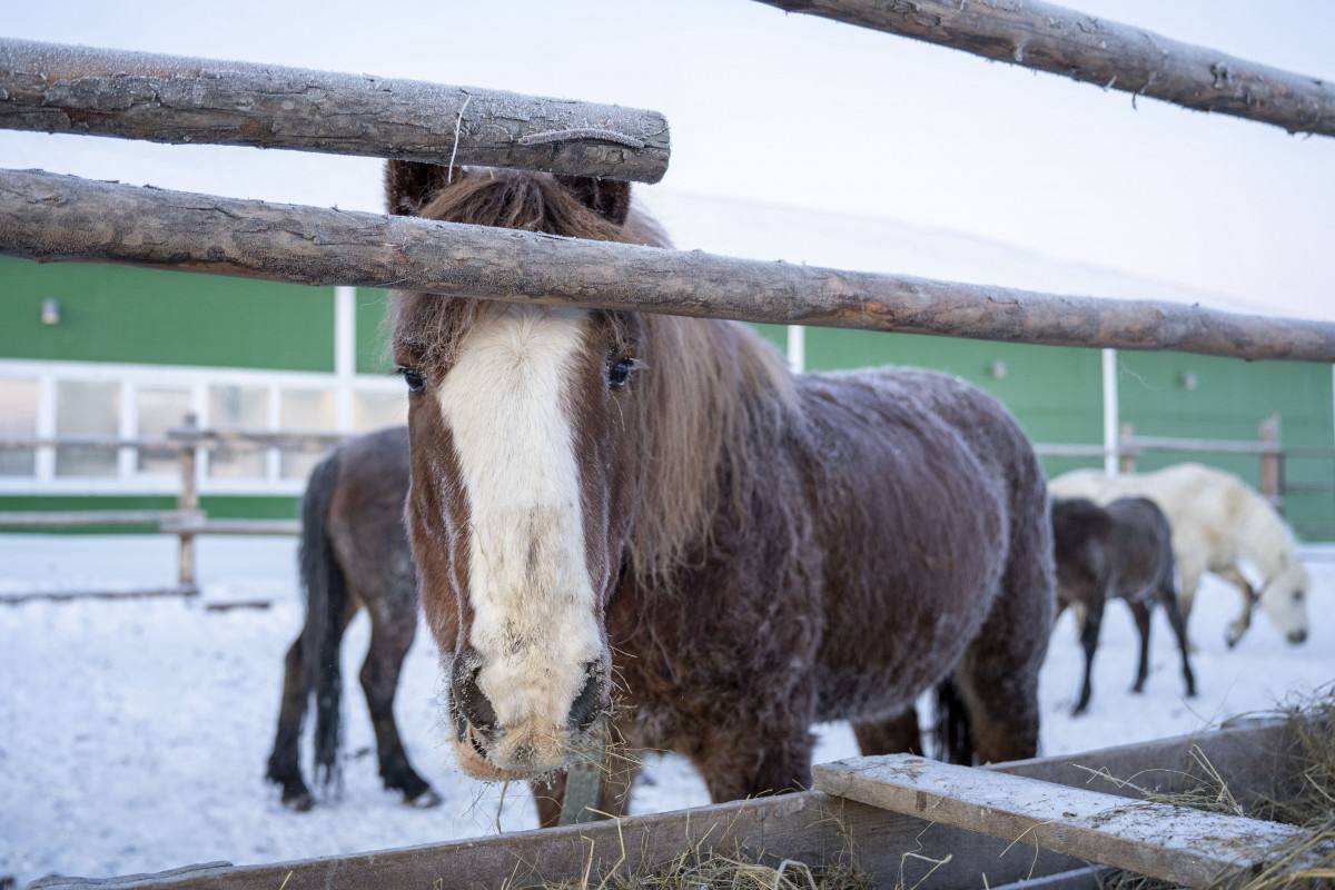 Конь Буян — живая легенда Тельвиски и символ наступающего 2026 года