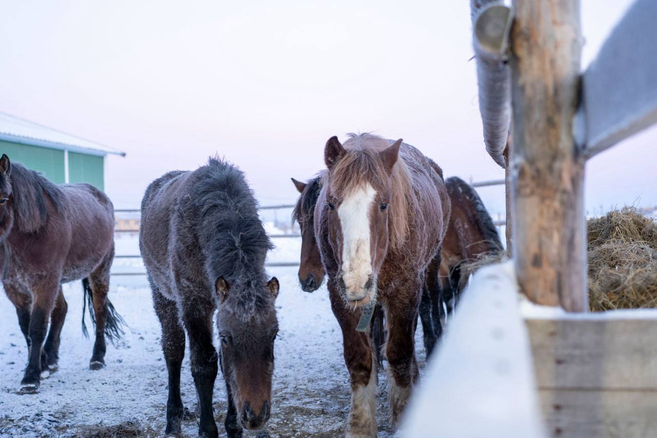 Конь Буян — живая легенда Тельвиски и символ наступающего 2026 года Конь Буян — живая легенда Тельвиски и символ наступающего 2026 года