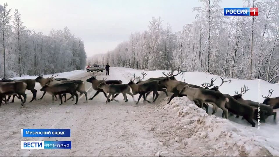 Из-за стада оленей в Мезенском округе перекрыли дорогу