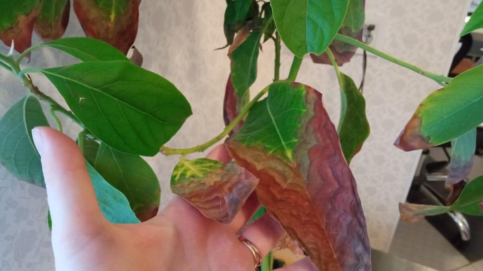 ��� �� �������� ���� ����� �������: ������ ��� ���������� ������