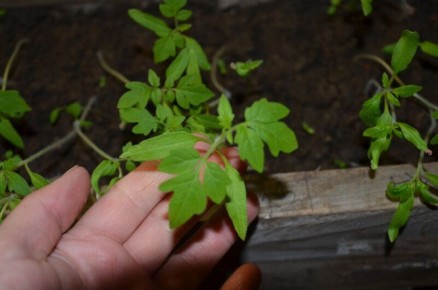 ������ ������ �� ������ ����� ��� ������ ������� �� �������?