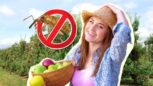 Долгоносики толпой переберутся к соседу: весь урожай яблок достанется только вам