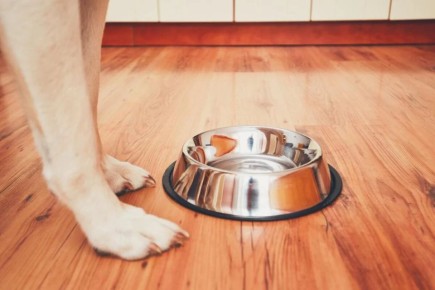 Токсичные продукты, опасные для собак: что стоит держать подальше от питомца?