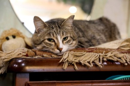 Потерялся питомец? Чип найдёт! В ДВКН рассказали о преимуществах чипирования животных