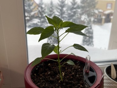 ����� ����� ������� ����� �� �������: ������ ������ �� 2026 ���