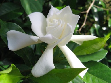 Как вырастить невероятную гардению: секреты ухода для цветущего счастья