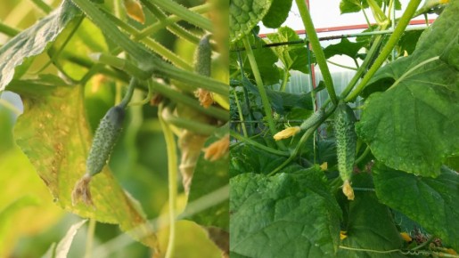 Секреты успешного огородничества: сода как спасение для огурцов