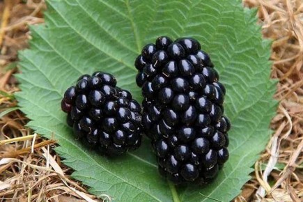 Очарование ежевики Виктория: что нового в выращивании