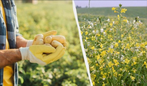 ��� �������� �����������: ������� ������ ����� ���������