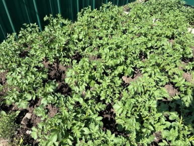 ������ ����������� ��� ��� ������ ���������� ��� ���������?