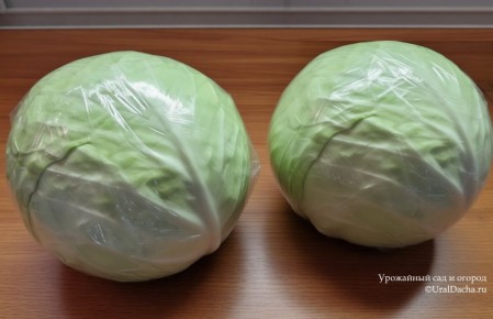 ��� ��������� ������� ������ �� ����