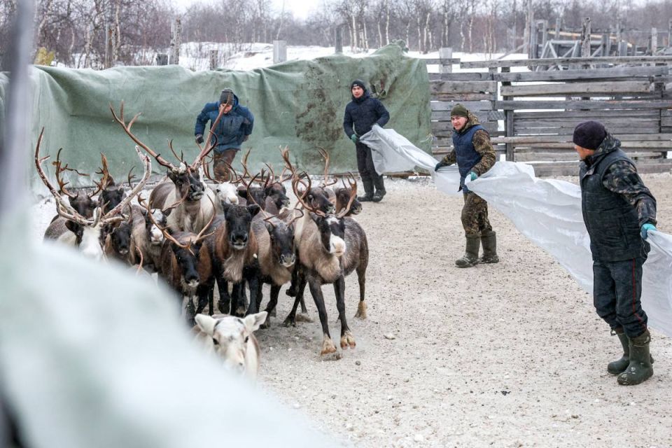 Сезонная кампания по заготовке оленины в НАО выполнена на 99%