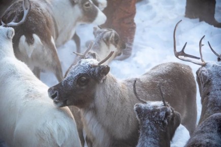 �� �������� ��������� ��������� � ��� �������� ����� 860 ��� ������