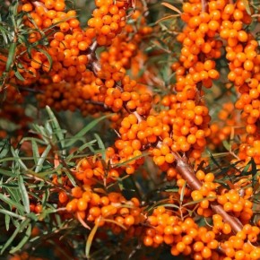 ������ �������� ������ � ����������� ����������