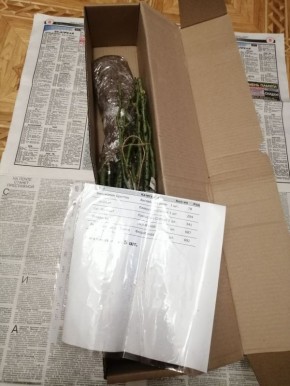 �������� ��� ����-������: ��� ������� ������ ������� ��� ����