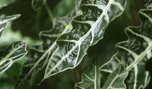 Алоказия: как добиться великолепия листьев и избежать проблем