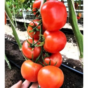 ����� ���� ���������: ����� ������ � ������� � ������� ���������