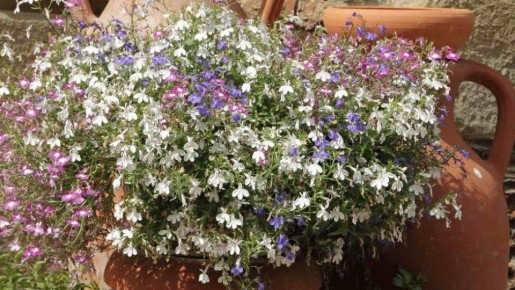 ��� ��������� ������� ������� ������� ��� ������ � ������