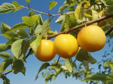 Как подкармливать сливу и вишню: простые решения для устойчивого урожая