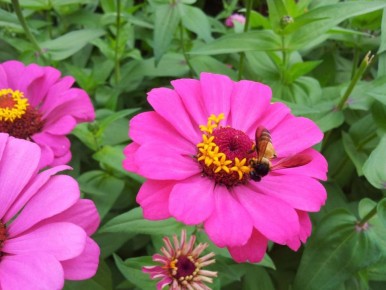 Цинния: цветочное чудо зимней посадки для яркого сада