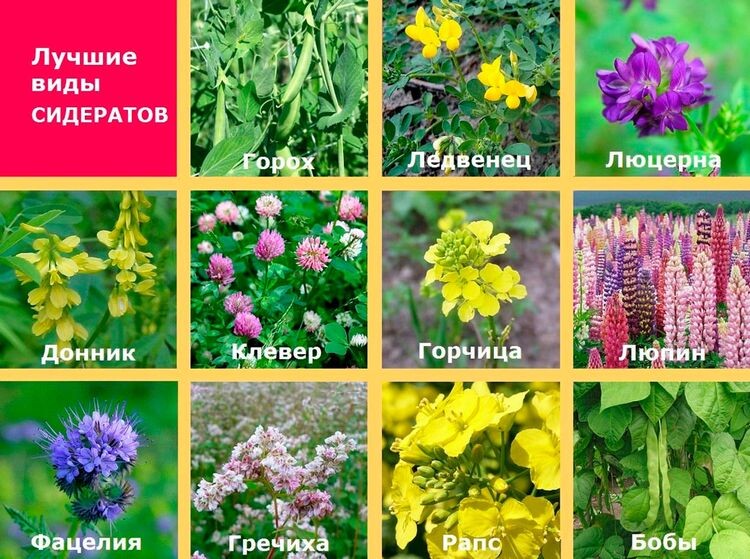 Сидераты, которые изменят ваш огород