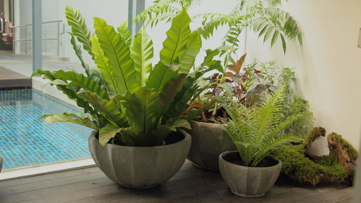 Уход за асплениумом: секреты правильного содержания комнатного папоротника