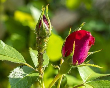 ��� �������� ��� �� �����: ������ �� ����������� ������