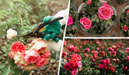 ��� ��������� ������ �� ����� ����: ������ ��� ��������