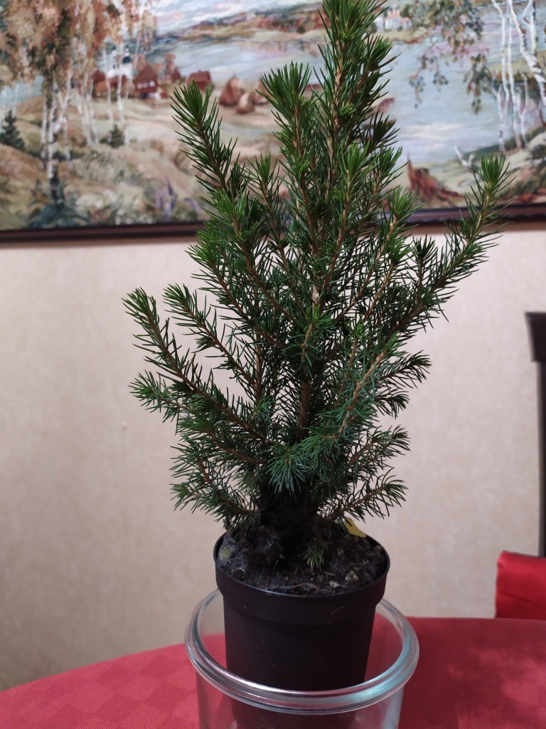 Новогодняя ель в горшке: как выбрать, ухаживать и сохранять после праздников