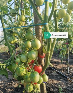 Набор семян томатов "Черри": маленькие, но яркие