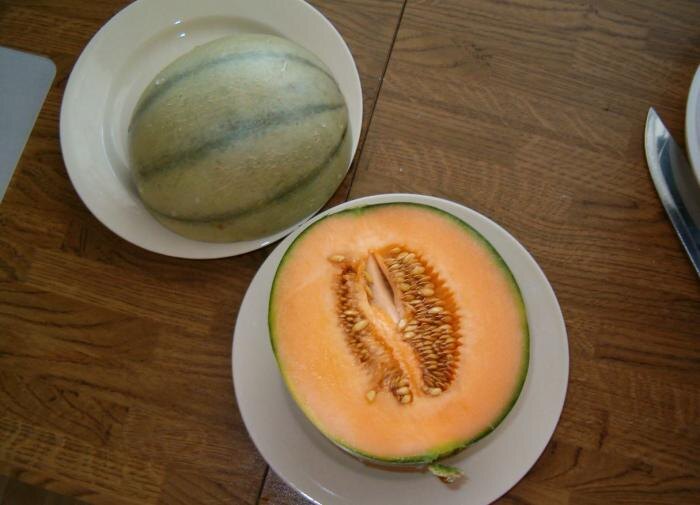 Как вырастить сладкую дыню в средней полосе: практические советы