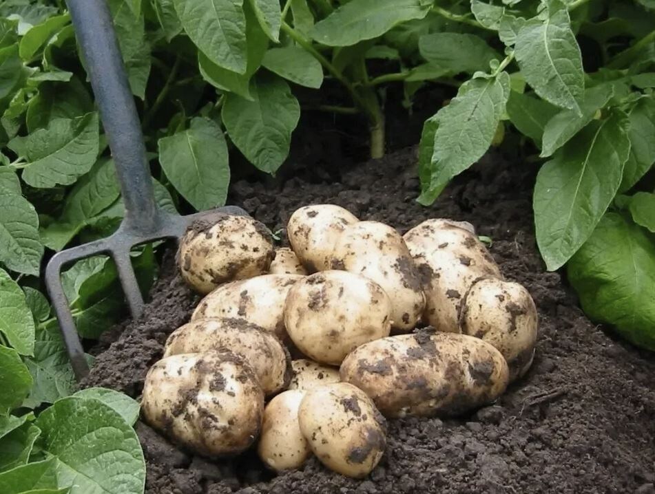 Как увеличить урожай картофеля в июле: 7 действенных рекомендаций