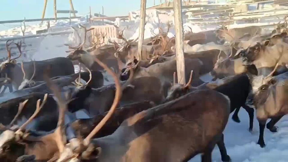 ������� �������� ������������ � ��� �������