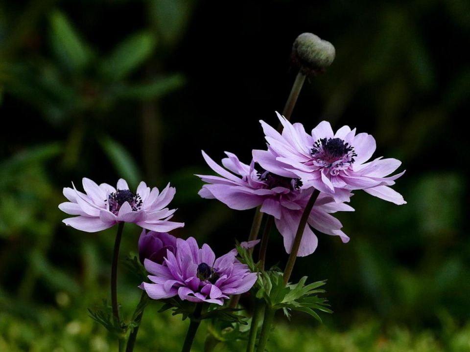 Секреты выбора многолетников: как сэкономить время и деньги