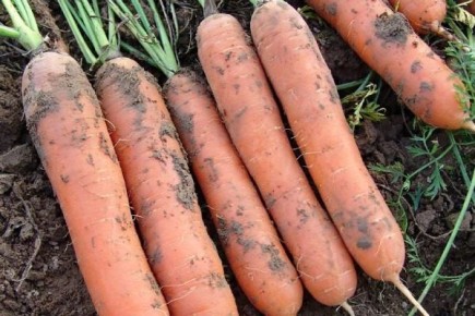 Польза и секреты воспитания моркови сорта Детская сладкая