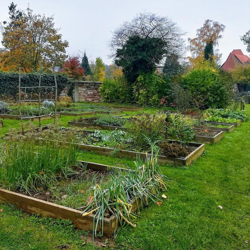 Эффективные стратегии борьбы с проволочником для начинающих садоводов