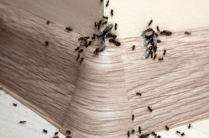 Муравьи в доме: что их отпугивает и как избавиться от незваных гостей