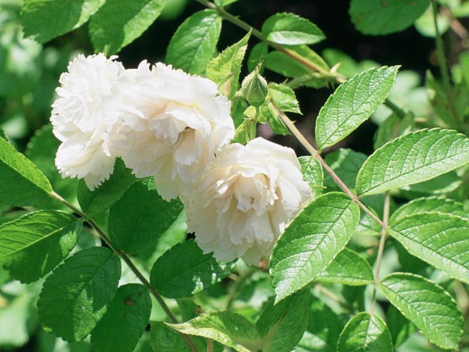 Как сохранить здоровье роз: ошибки при обрезке, которые стоит избежать