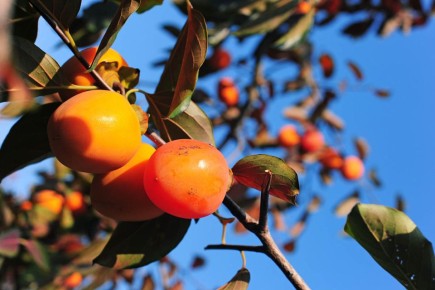 ��� ������� ����� � ������ �� �����������