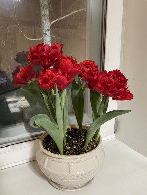 �������� ���: ������������� ���������� ������� ����������� �� ������������