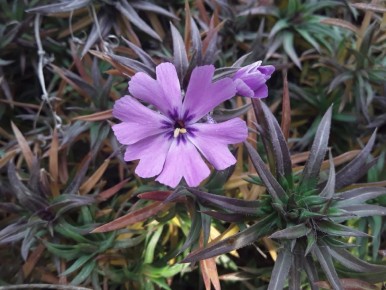 ����� ���������� ������� �������� ���� ������?