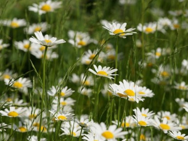 ������, ������� �������� ������� ���� � ������ � �����������