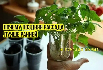 ������ ������� ������� ������� � ����� - ������� ����� ��� ���������