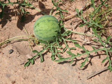 ��� ��������� ������� ������ ��� �������: ������� ��������� ������