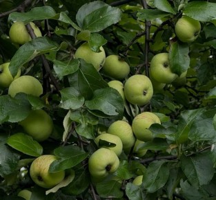 ��� ���������� ���� ������� ������: ������� ������� �����