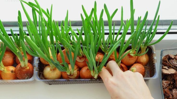 ������ ������ �����: ��� ��������� ������ ���� ���� �� ����������� ��� �����